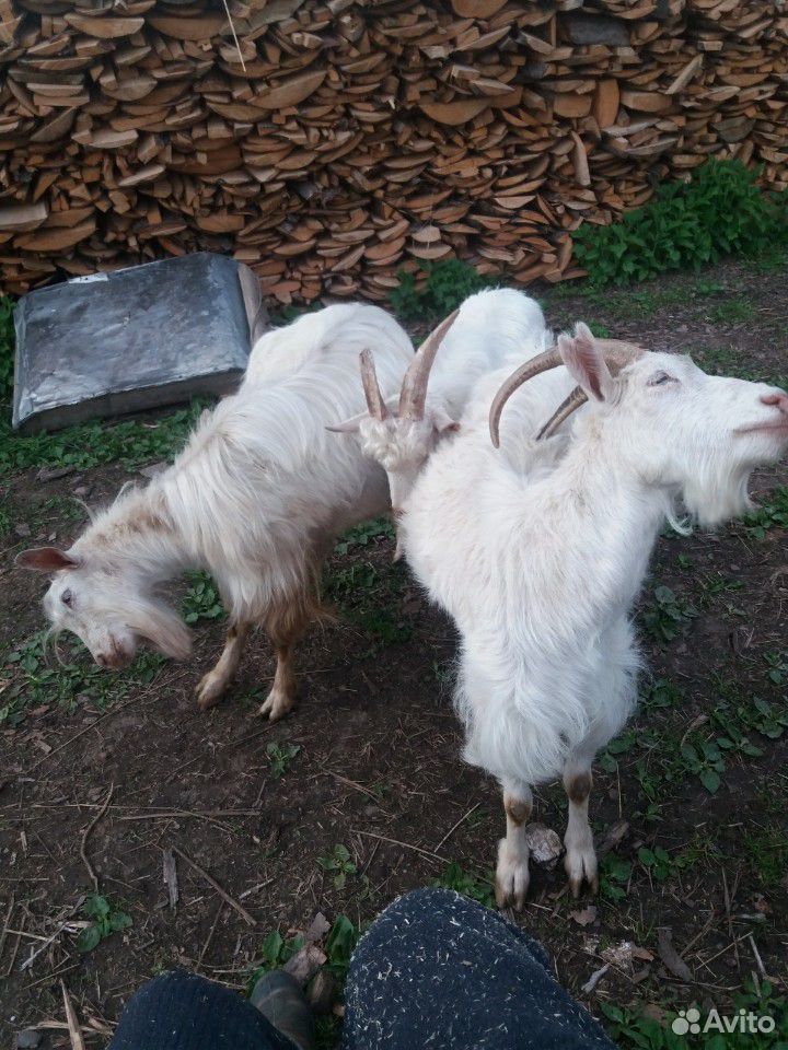 Продам козу молочную купить на Зозу.ру - фотография № 1