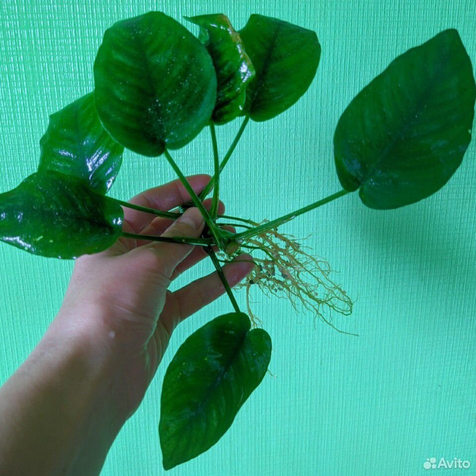 Аквариумное растение'Анубиас' купить на Зозу.ру - фотография № 3