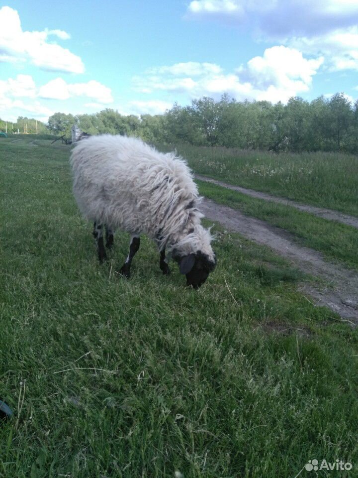 Овца эдильбаевской породы купить на Зозу.ру - фотография № 3