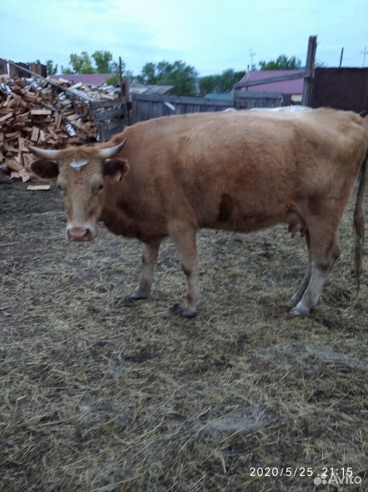 Корова с телнком купить на Зозу.ру - фотография № 2