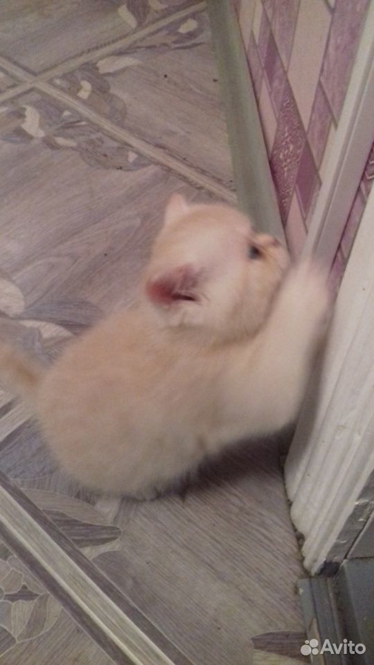 Британский котик, 1 месяц купить на Зозу.ру - фотография № 2