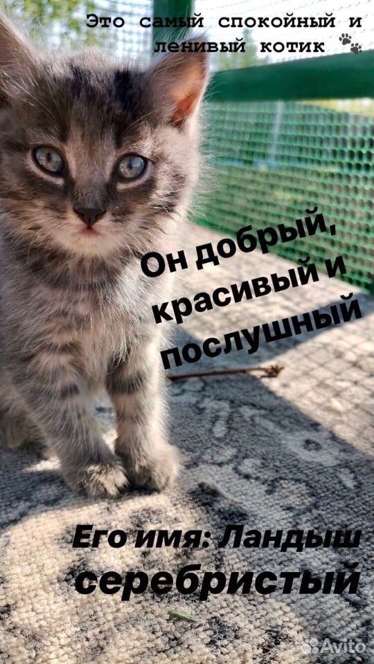 Котята - симпатяги купить на Зозу.ру - фотография № 4