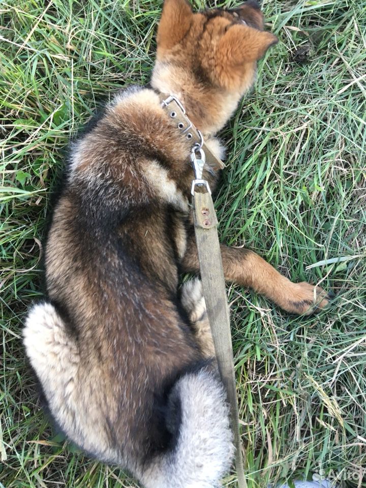 Лайка, тибетский мастиф, собака купить на Зозу.ру - фотография № 3