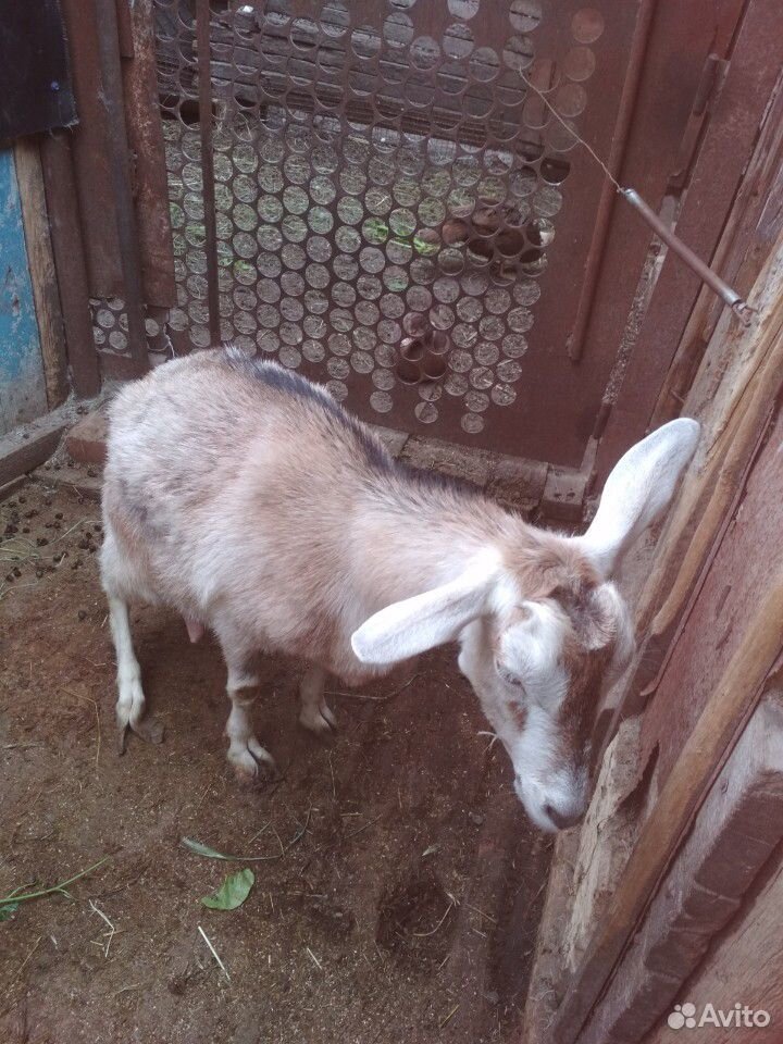 Продаются две 1.5 годовалые козы.Все вопросы по те купить на Зозу.ру - фотография № 2