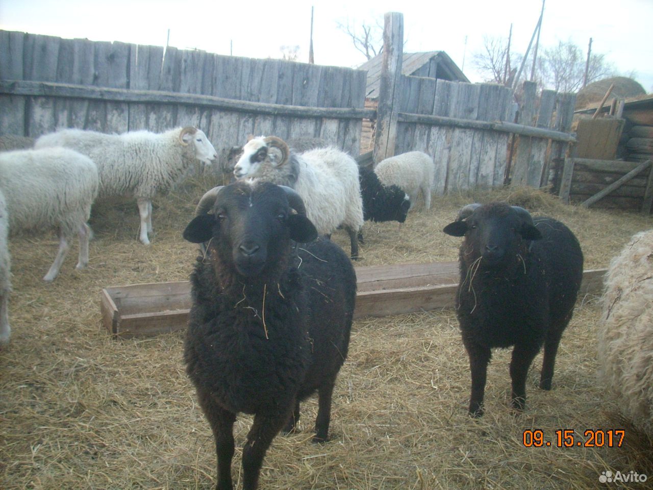 Овцематки с ягнятами купить на Зозу.ру - фотография № 3