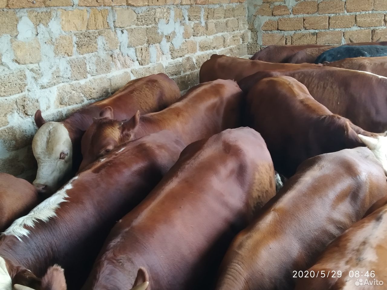 Продаются быки купить на Зозу.ру - фотография № 6