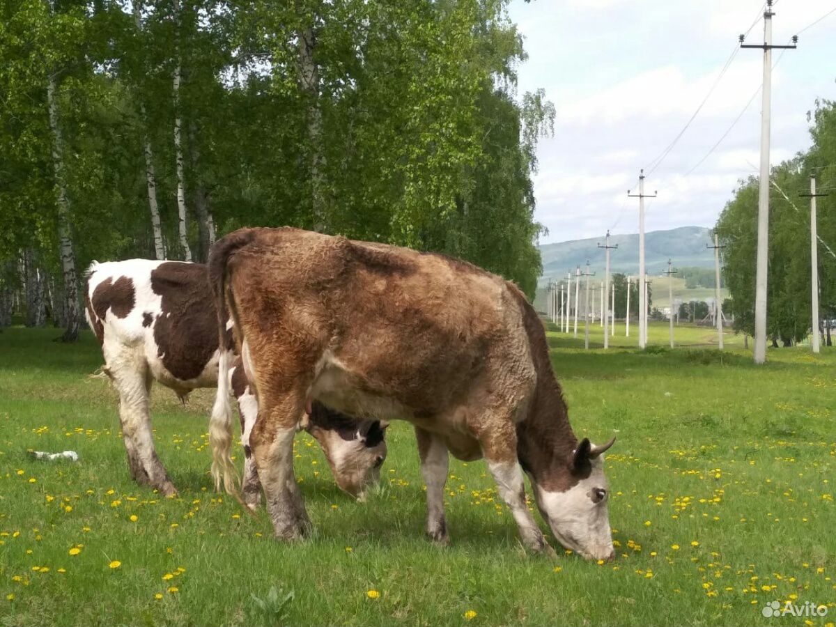 Продам 13 коров и 10 телят купить на Зозу.ру - фотография № 1