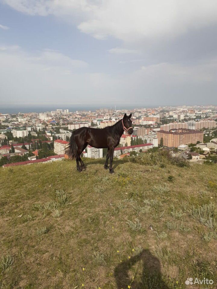 Лошадь Къ купить на Зозу.ру - фотография № 5
