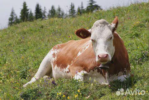 Продам корову и телёнка купить на Зозу.ру - фотография № 1