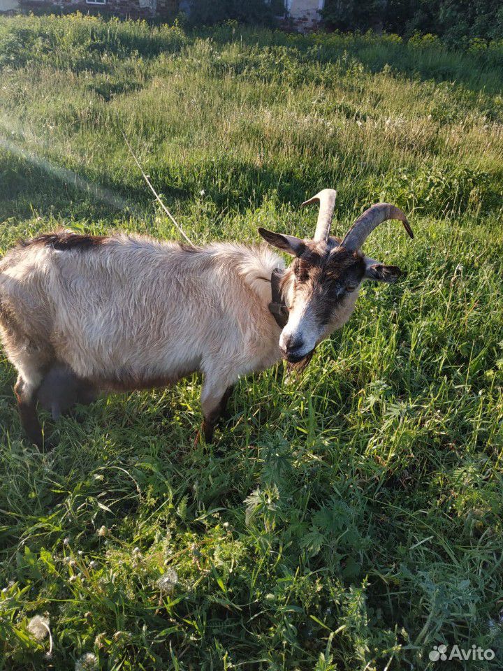 Продаётся дойная коза купить на Зозу.ру - фотография № 2