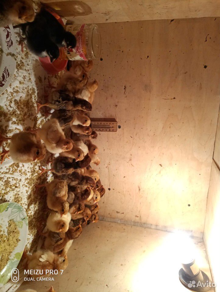 Цыплята помесь купить на Зозу.ру - фотография № 3