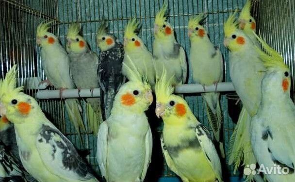 Продам попугаев,большой выбор купить на Зозу.ру - фотография № 1