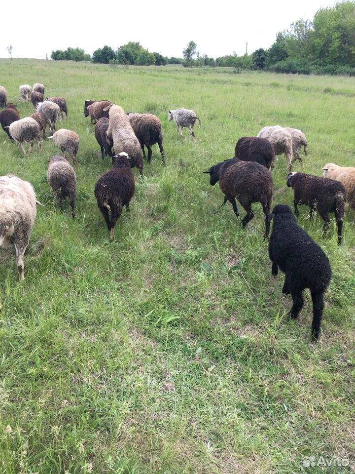 Продам овцы купить на Зозу.ру - фотография № 8