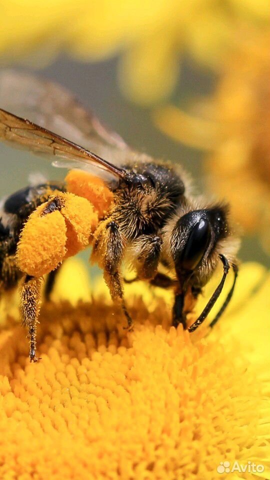 Пчелы с ульями (домиками) купить на Зозу.ру - фотография № 1