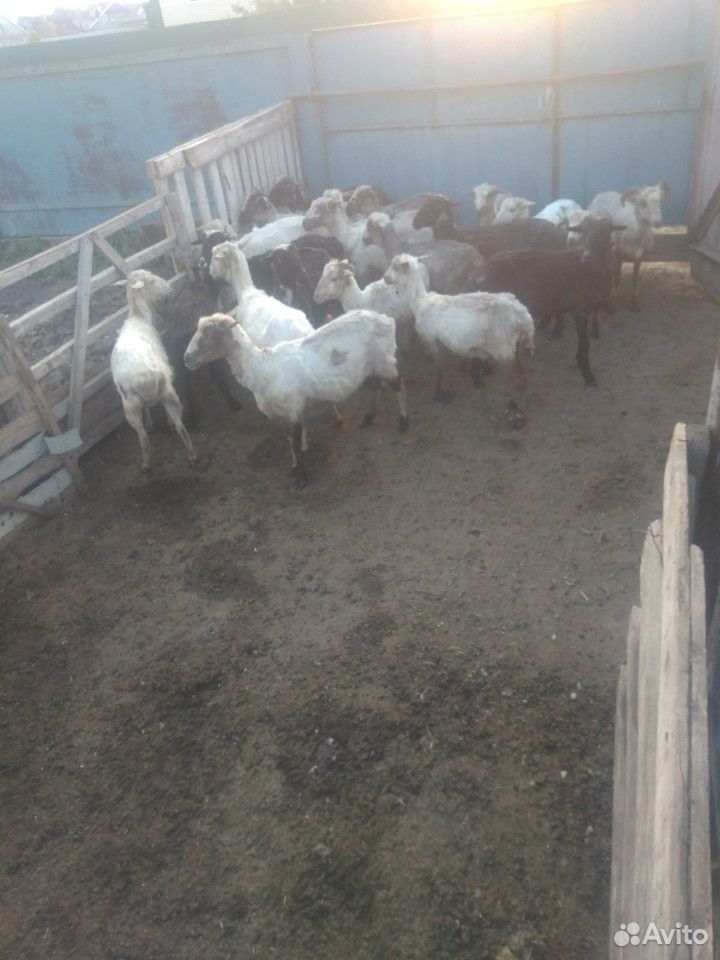 Овцы,ярки возможен обмен на баранов,крс купить на Зозу.ру - фотография № 4