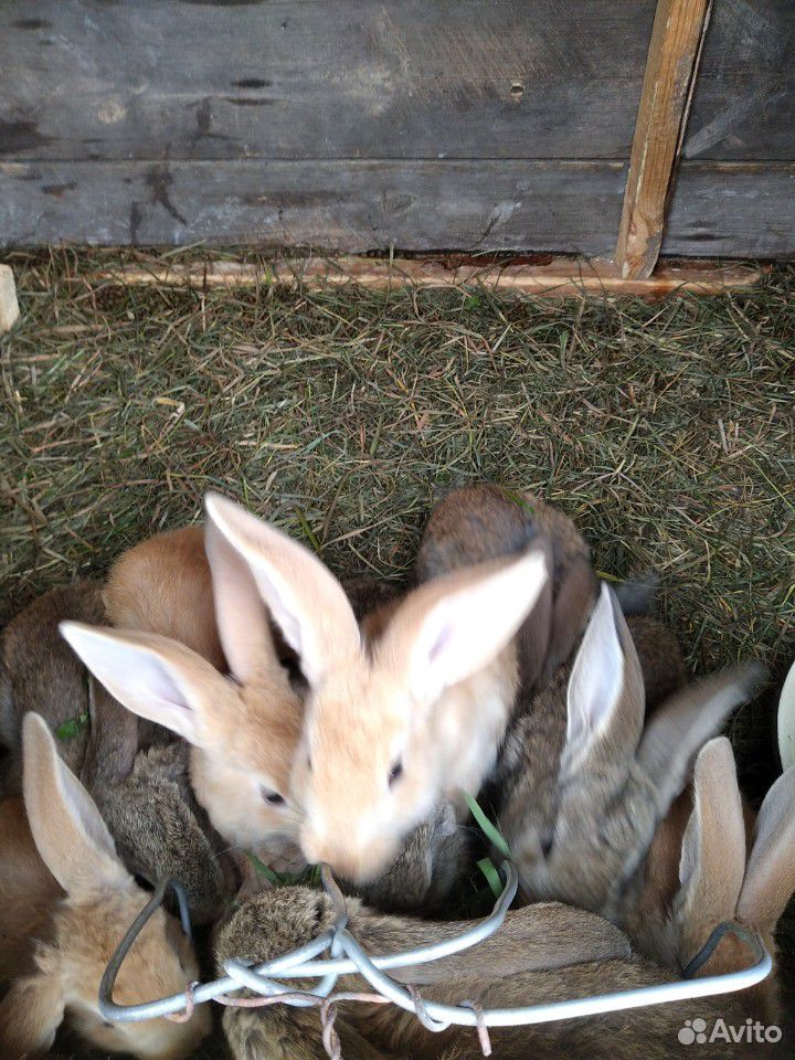 Кролики ризен,колифорнийцы,барашки купить на Зозу.ру - фотография № 3