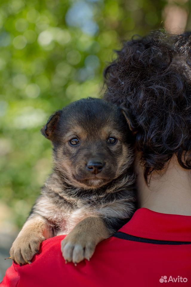Бусинка - ласковый щенок ищет свою семью купить на Зозу.ру - фотография № 3