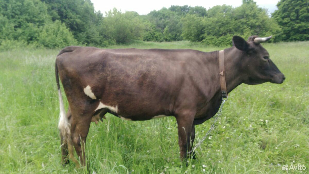 Корова и бык купить на Зозу.ру - фотография № 1