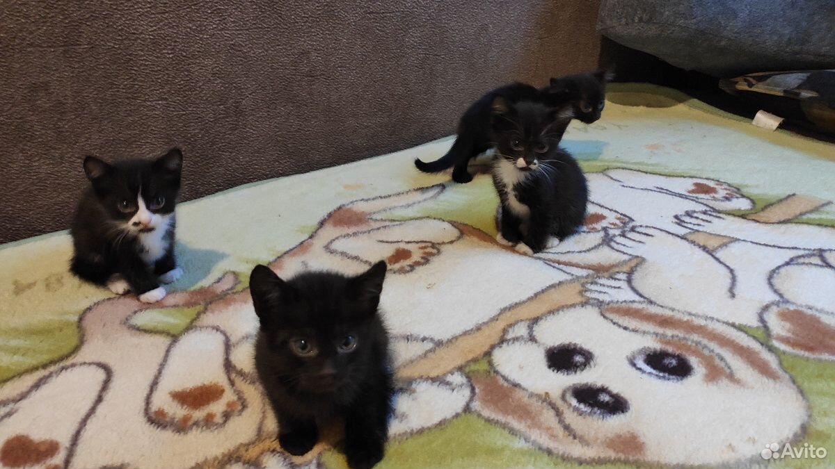 Котята смешанные чёрно-белые и чёрные от британско купить на Зозу.ру - фотография № 4