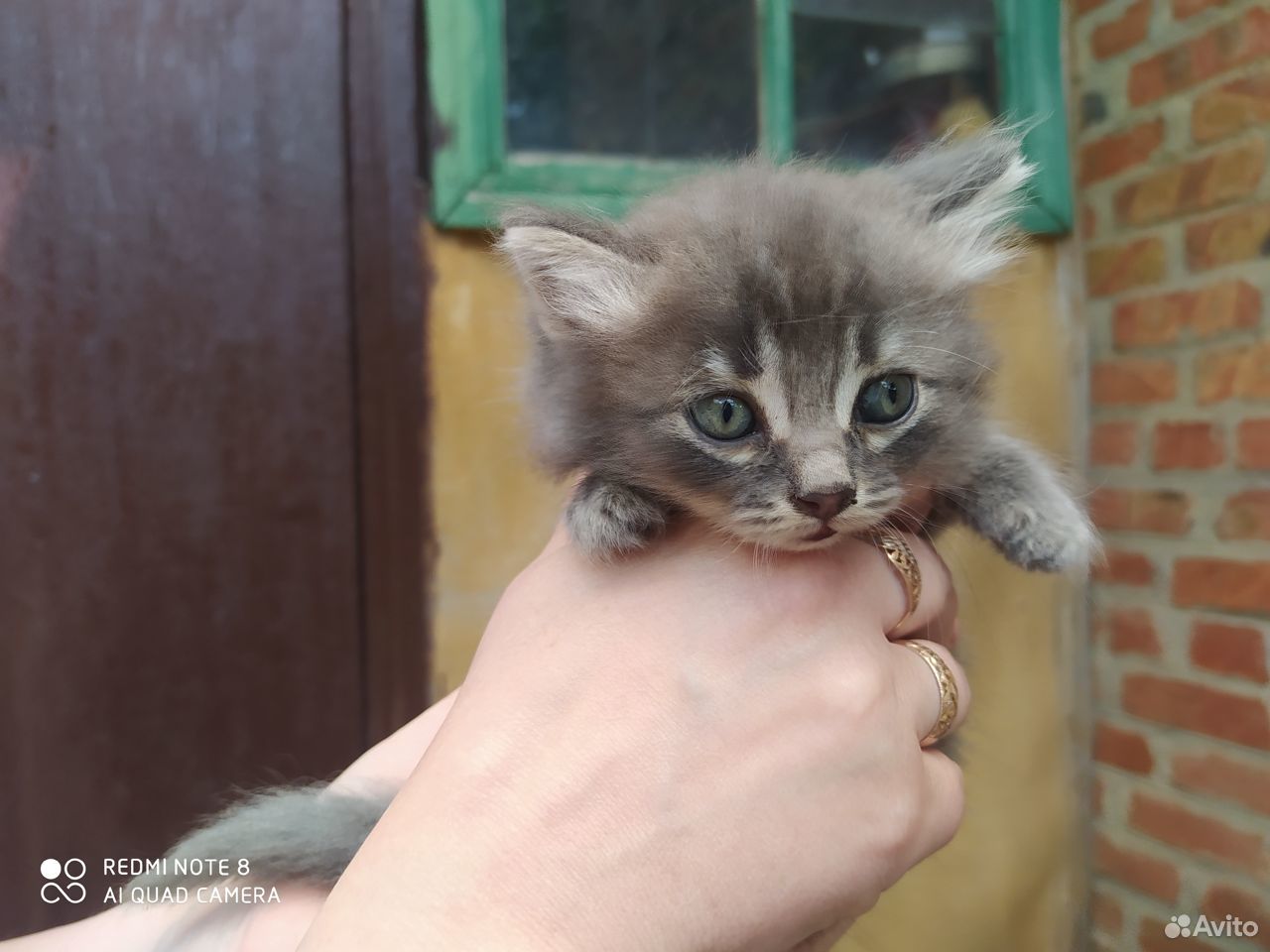 Отдам котят в хорошие руки,к лотку приучены купить на Зозу.ру - фотография № 8