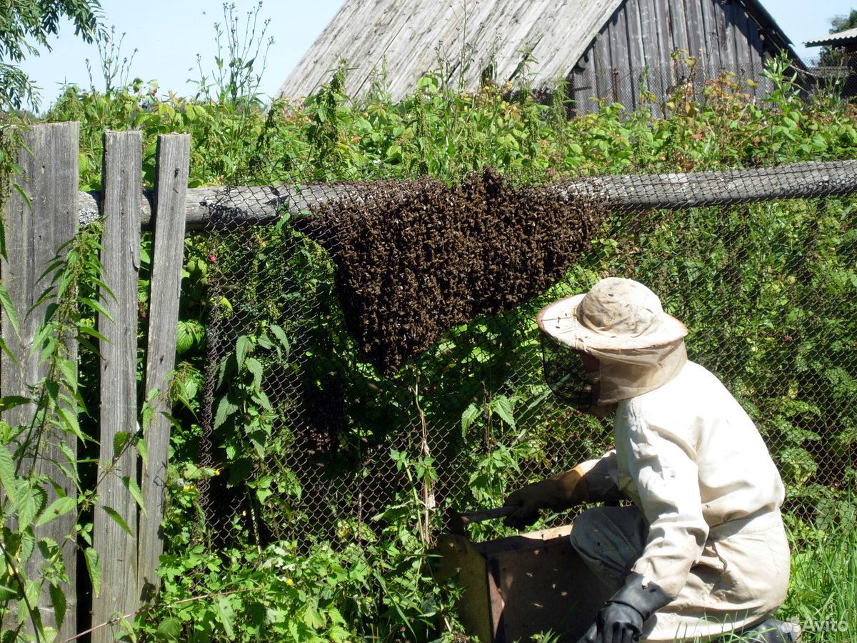 Сниму рой пчел с вашего участка,бесплатно купить на Зозу.ру - фотография № 1