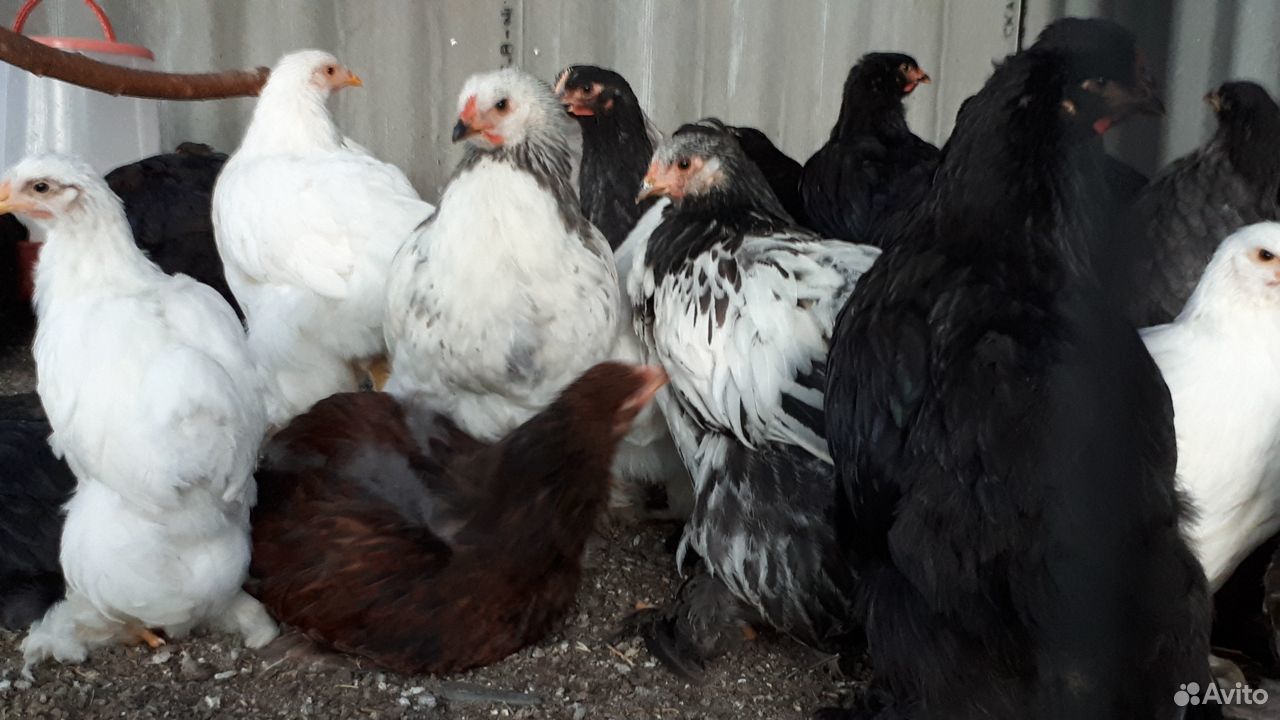 Цыплята Брама, инкубационные яйца купить на Зозу.ру - фотография № 2
