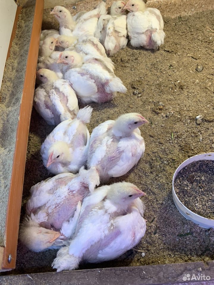Куры цыплята бройлера 21 день купить на Зозу.ру - фотография № 1