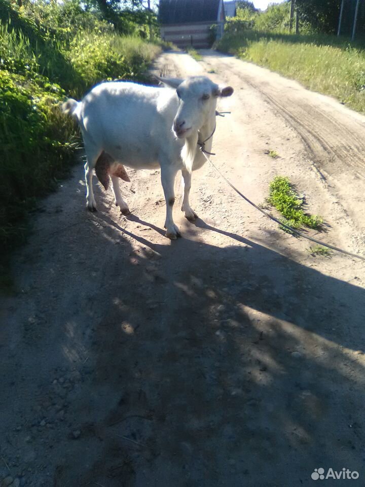 Продаётся коза купить на Зозу.ру - фотография № 1