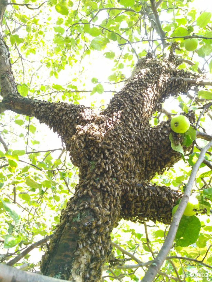 Сниму рой пчёл с вашего участка бесплатно купить на Зозу.ру - фотография № 2