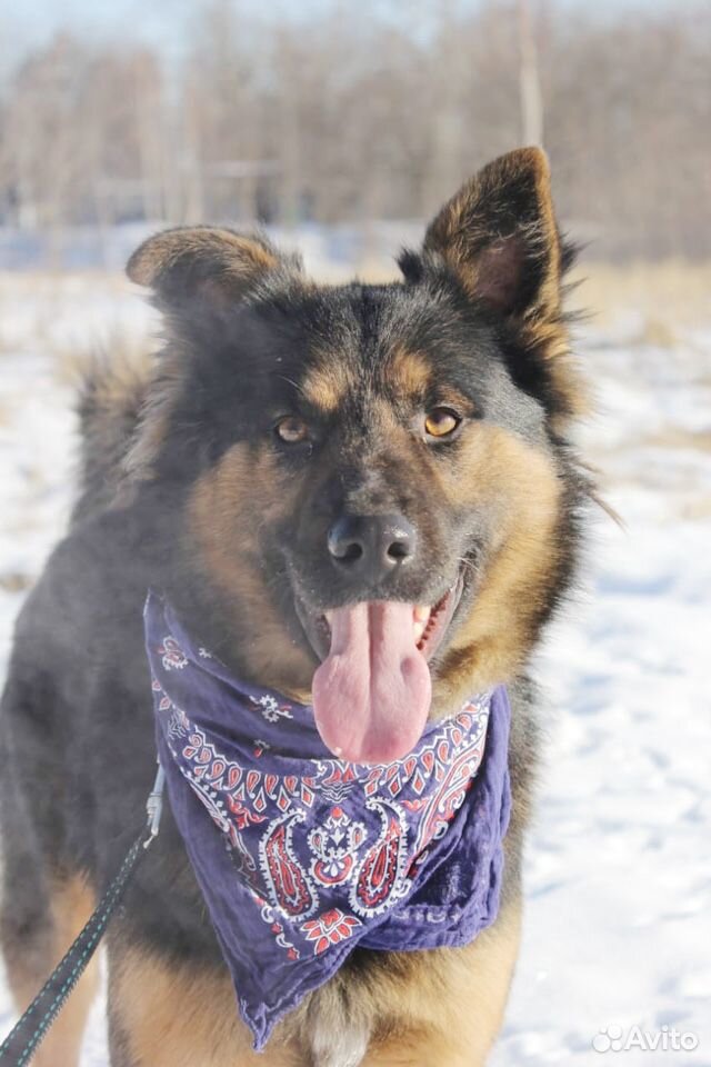 Собака для вольера, активный молодой кобель купить на Зозу.ру - фотография № 5