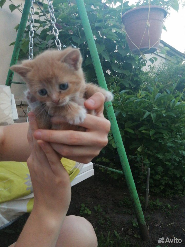 Банда котят купить на Зозу.ру - фотография № 2