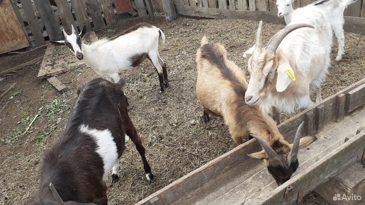 Альпийские годовалые козы, не на мясо, по 4 тысячи купить на Зозу.ру - фотография № 1