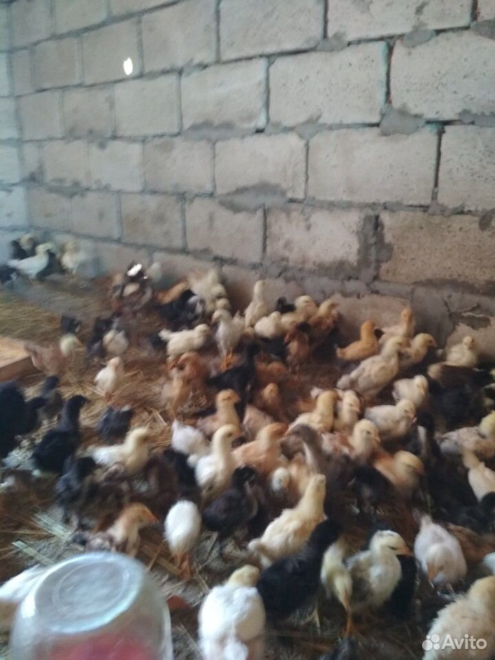 Цыплят купить на Зозу.ру - фотография № 3