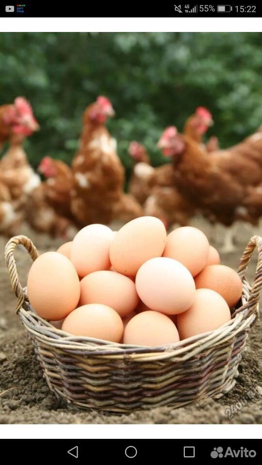 Яйца куриные,домашнее,вкусное купить на Зозу.ру - фотография № 1