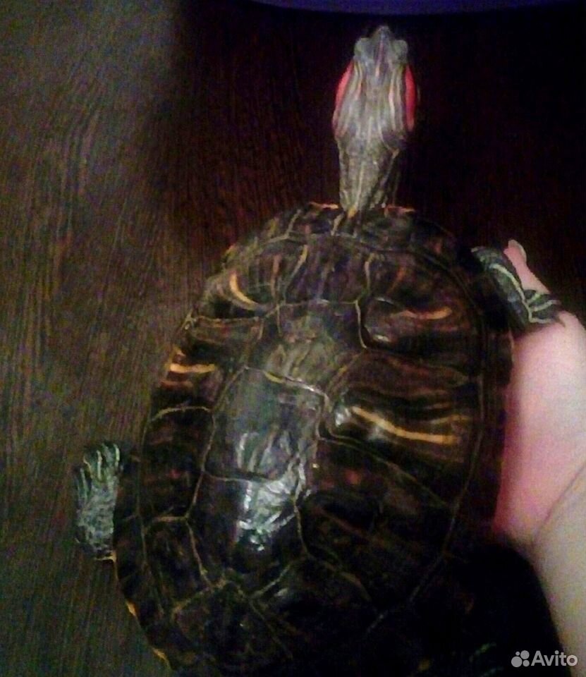 Отдам красноухую черепаху купить на Зозу.ру - фотография № 1