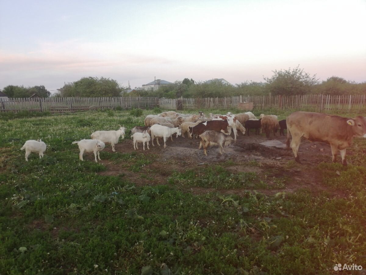 Овцы, тёлки, телята купить на Зозу.ру - фотография № 6