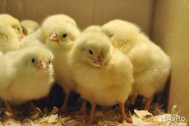 Цыплята суточные от производителя купить на Зозу.ру - фотография № 1
