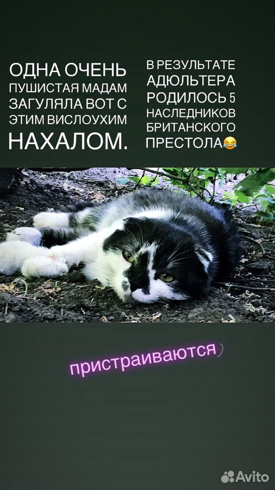 Котята, наполовину британские вислоухие купить на Зозу.ру - фотография № 1