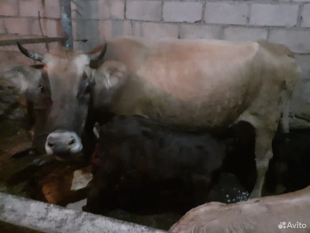 Корова с телёнком купить на Зозу.ру - фотография № 1
