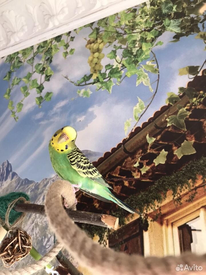 Волнистый попугай,самочка купить на Зозу.ру - фотография № 1