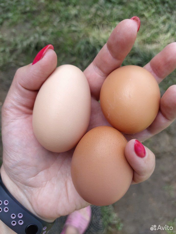 Домашние куриные и перепелиные яйца купить на Зозу.ру - фотография № 2