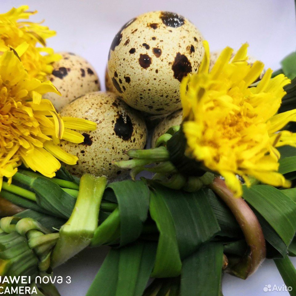 Яйца перепелиные продажа купить на Зозу.ру - фотография № 1
