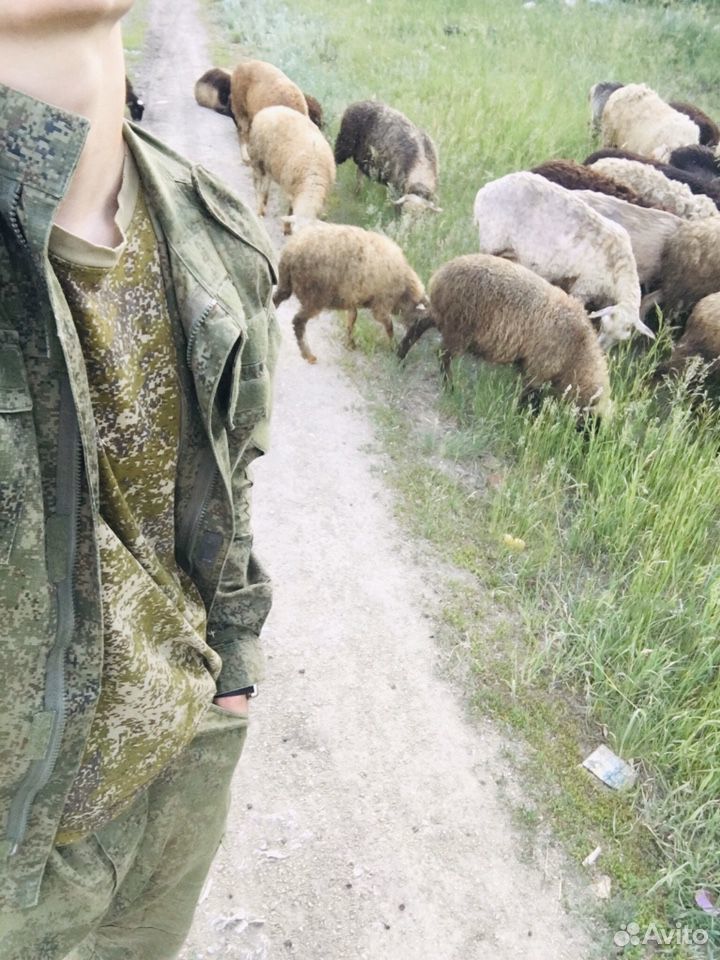 Бараны Овцы купить на Зозу.ру - фотография № 1