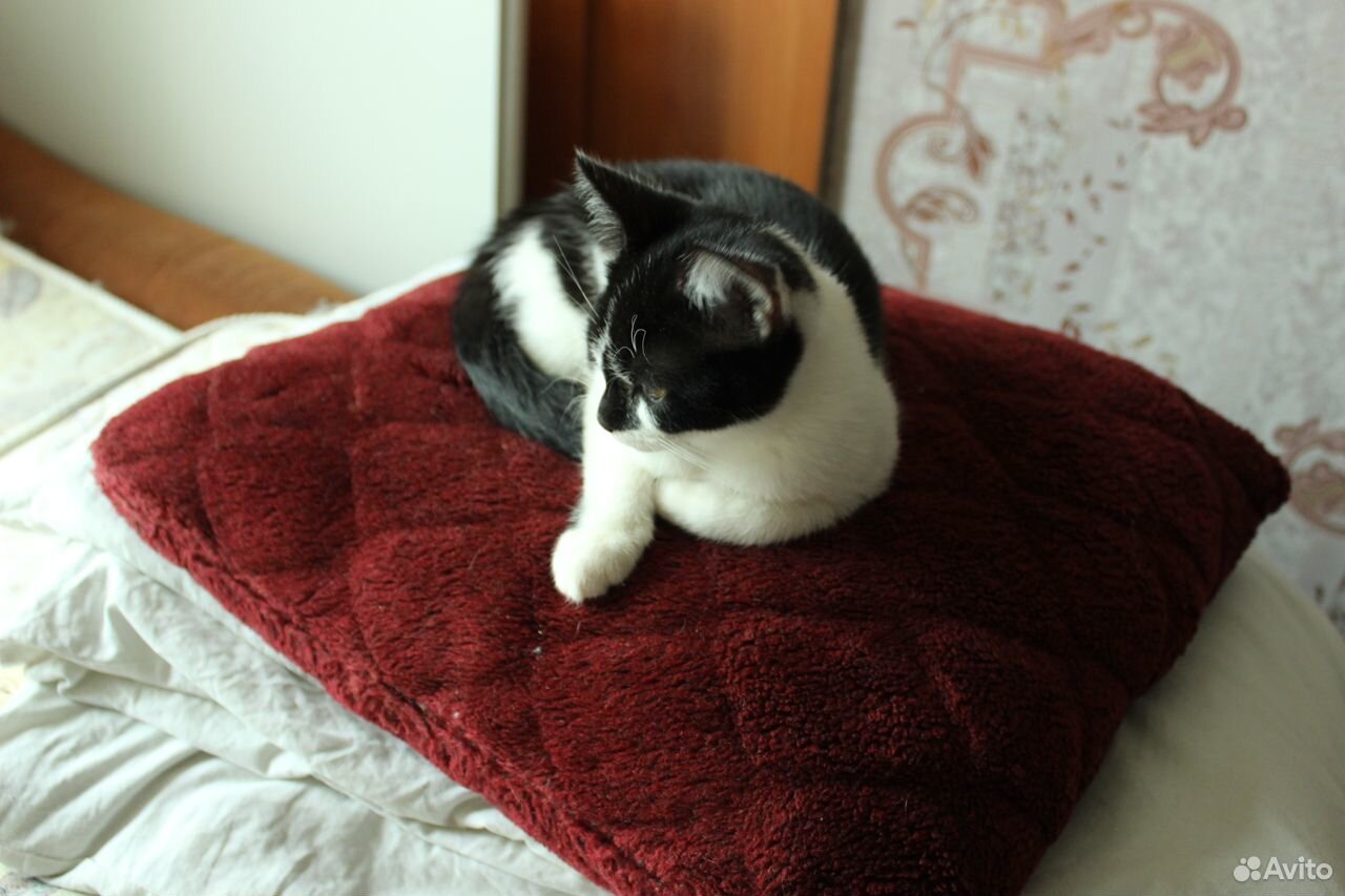 Ласковые черно-белые котята, отдам купить на Зозу.ру - фотография № 2