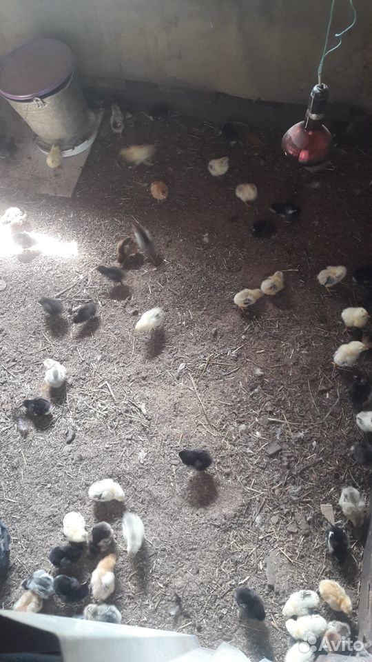 Инкубационное яйцо, цыплята, кур несушек купить на Зозу.ру - фотография № 3