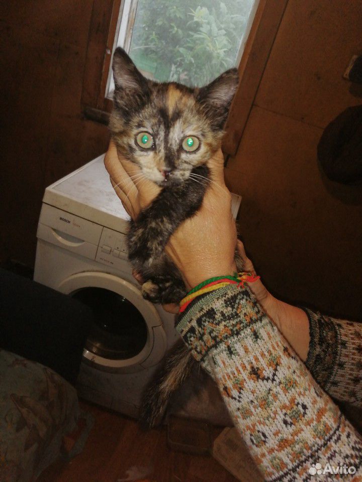 Отдам котят в хорошие руки купить на Зозу.ру - фотография № 3