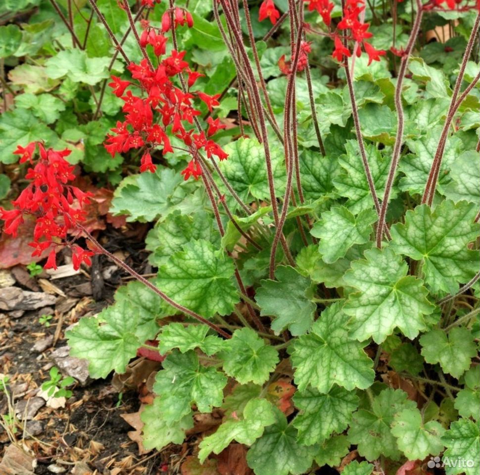 Гейхера коралл форест. Гейхера фаер аларм. Гейхера northern exposure red. Гейхера комета. Гейхера красная сорт.