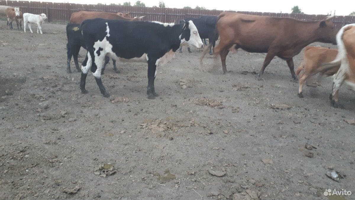 Корова с телятоми купить на Зозу.ру - фотография № 4