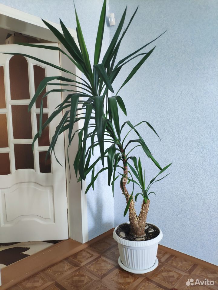 Продам комнатное растение Юкка купить на Зозу.ру - фотография № 1