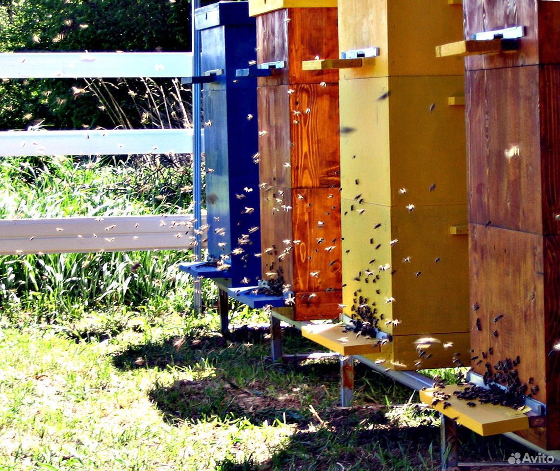 Пчелиные ульи, магазины, рамки, пчелосемьи купить на Зозу.ру - фотография № 1